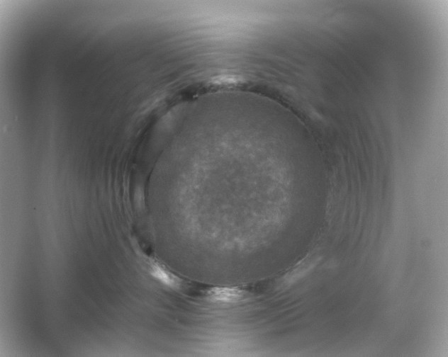 X0000065950528200603101359
