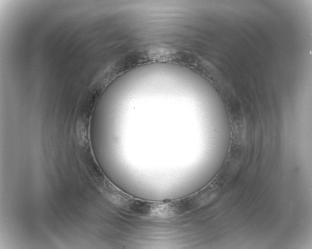 X0000065950705200603101356