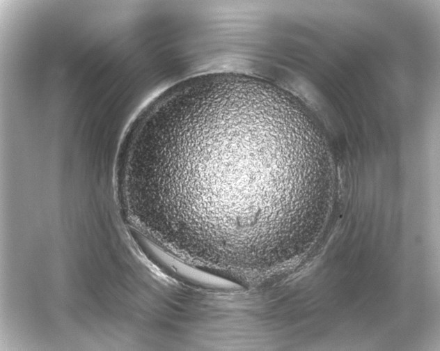 X0000065950780200603101355