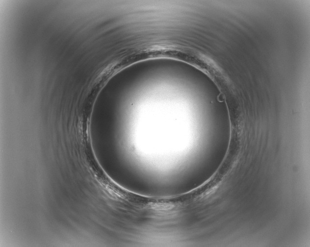 X0000065950825200603101354
