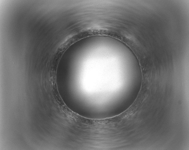 X0000065950870200603101353