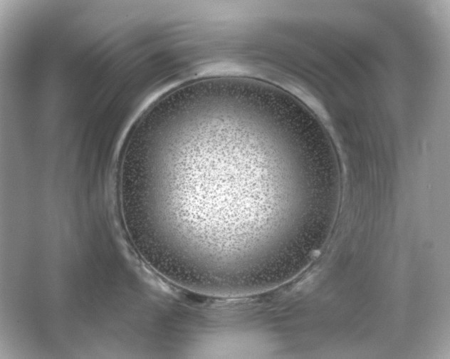 X0000065951008200603101351