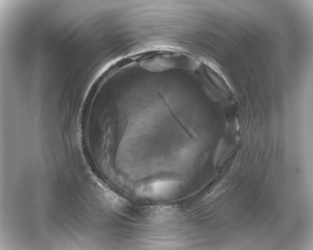X0000065951024200603101351