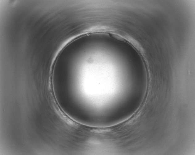 X0000065951296200603101346