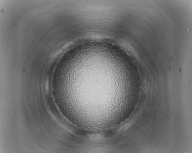 X0000065950358200603172005