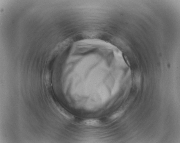 X0000065950526200603172002