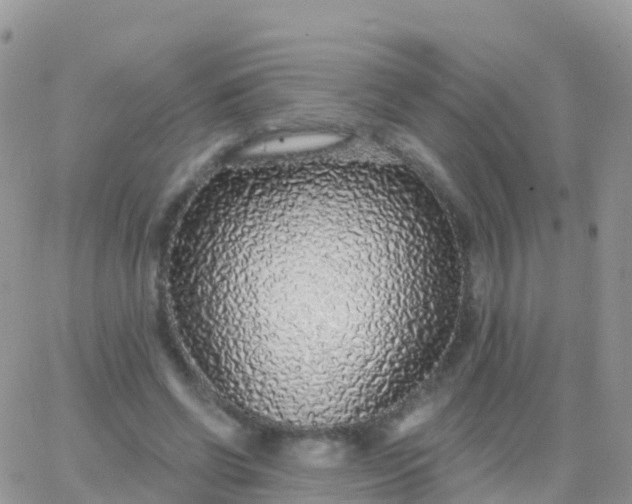 X0000065950542200603172002