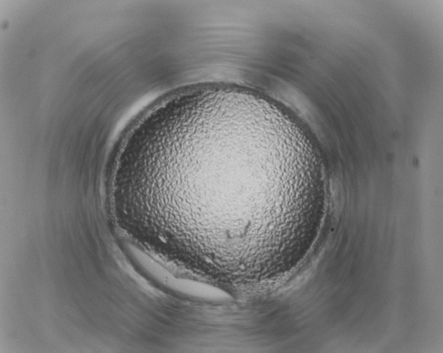 X0000065950780200603171958