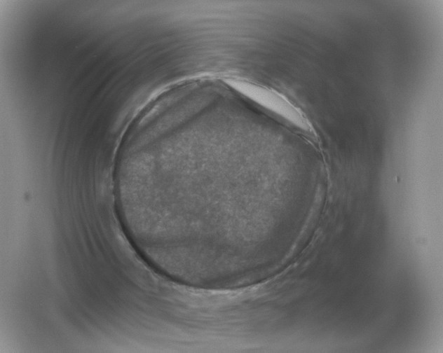 X0000065950002200603241833