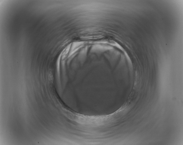 X0000065950048200603241832