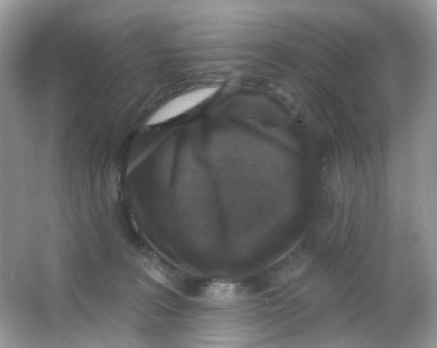 X0000065950227200603241829