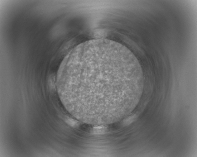 X0000065950240200603241829