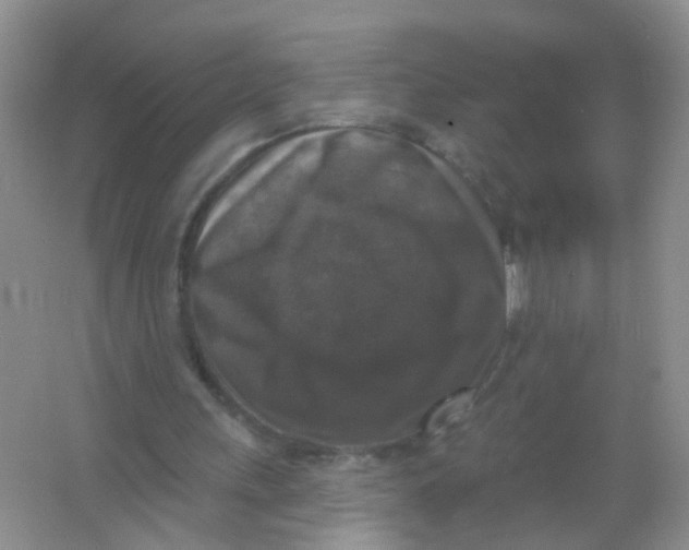 X0000065950243200603241828