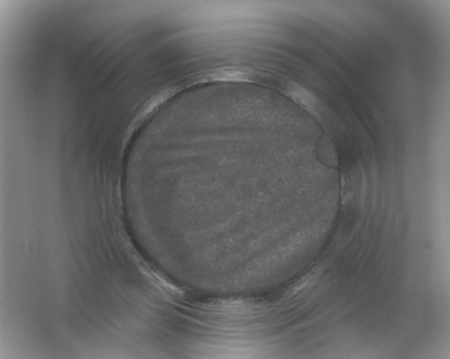 X0000065950349200603241827