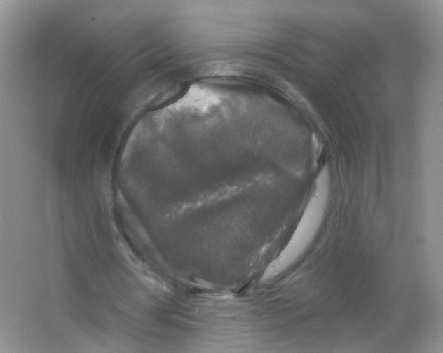 X0000065950386200603241826