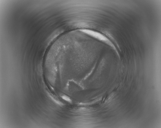 X0000065950390200603241826