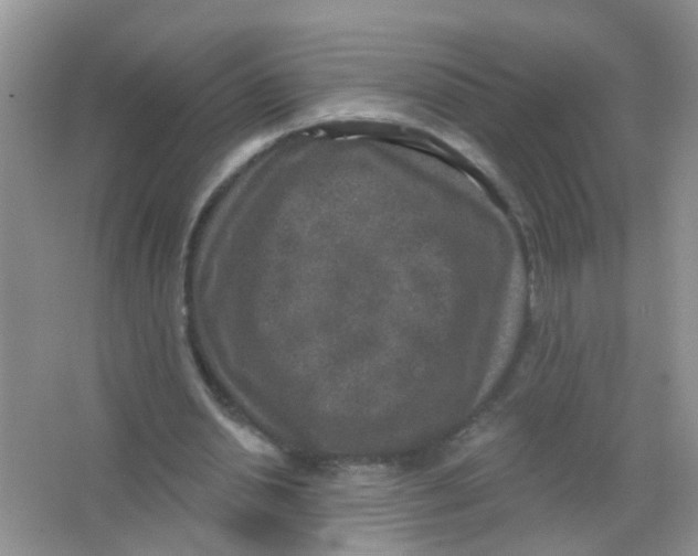 X0000065950438200603241825