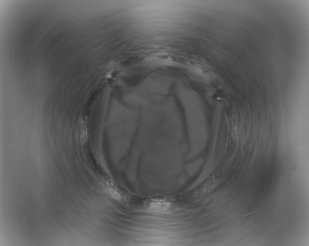 X0000065950471200603241826