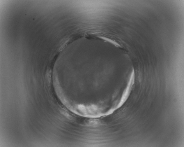 X0000065950475200603241826
