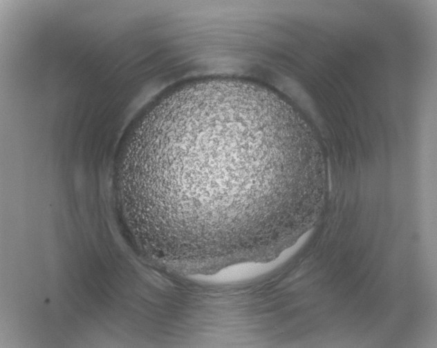 X0000065950483200603241825