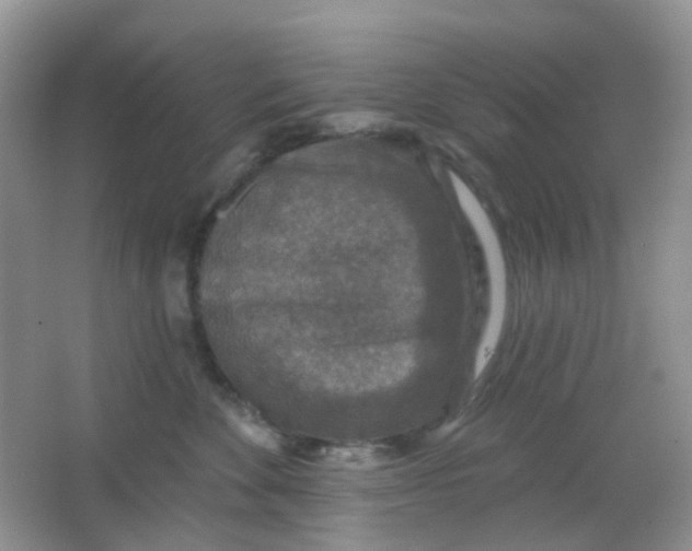 X0000065950524200603241824