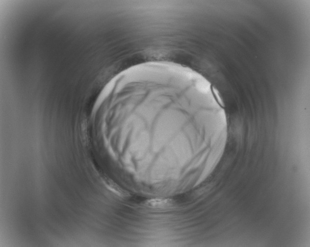 X0000065950526200603241824