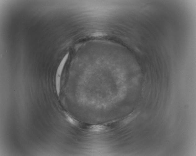 X0000065950528200603241824