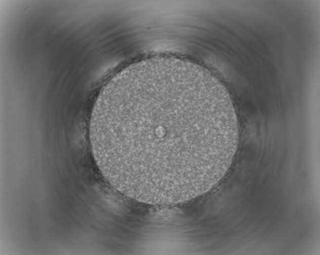 X0000065950824200603241818