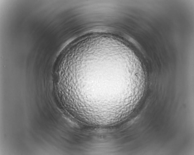 X0000065950829200603241819