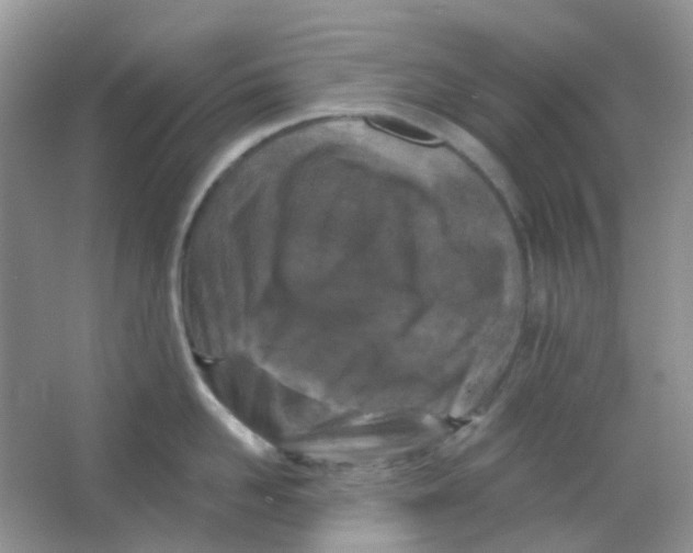 X0000065950958200603241817