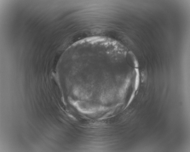 X0000065951011200603241815