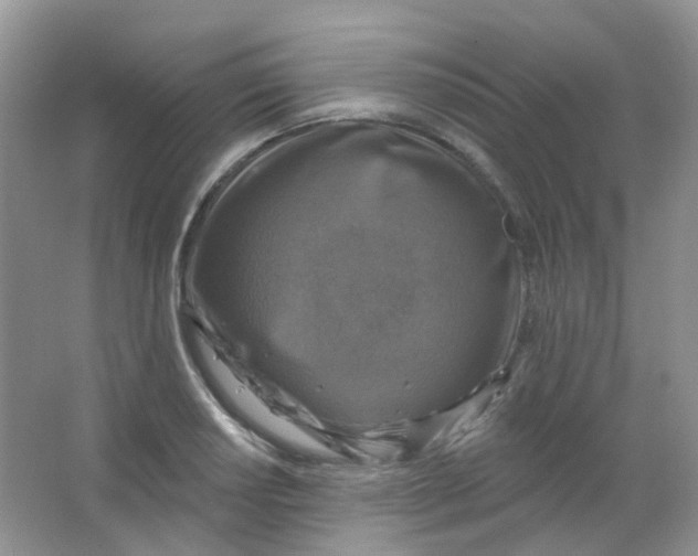 X0000065951034200603241816
