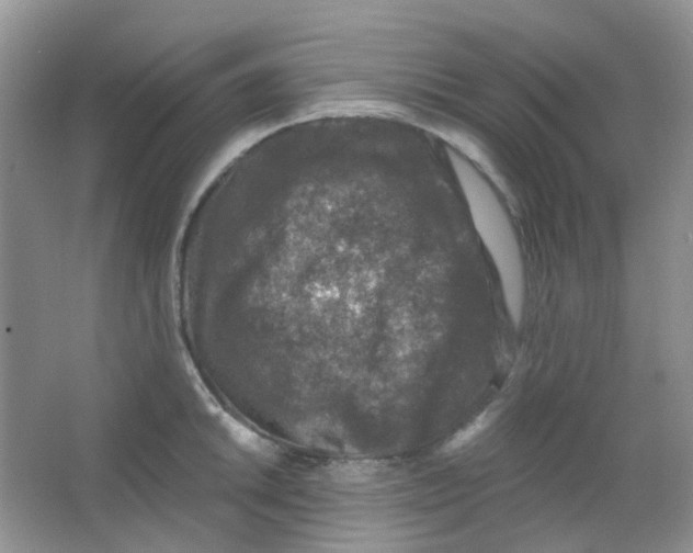 X0000065951046200603241816