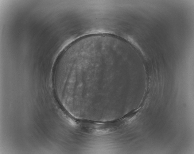 X0000065951173200603241813