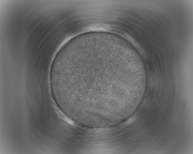 X0000065951240200603241812