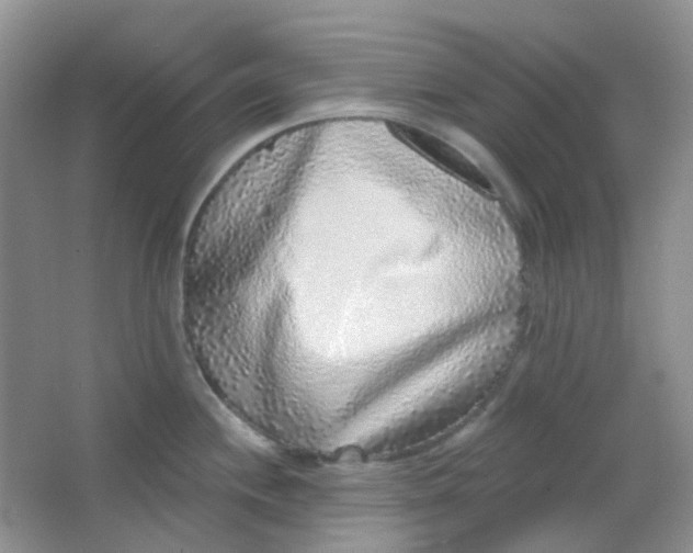 X0000065951244200603241813