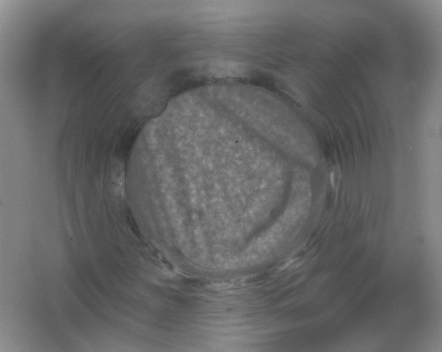 X0000065951251200603241812