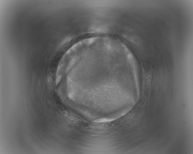 X0000065951254200603241812