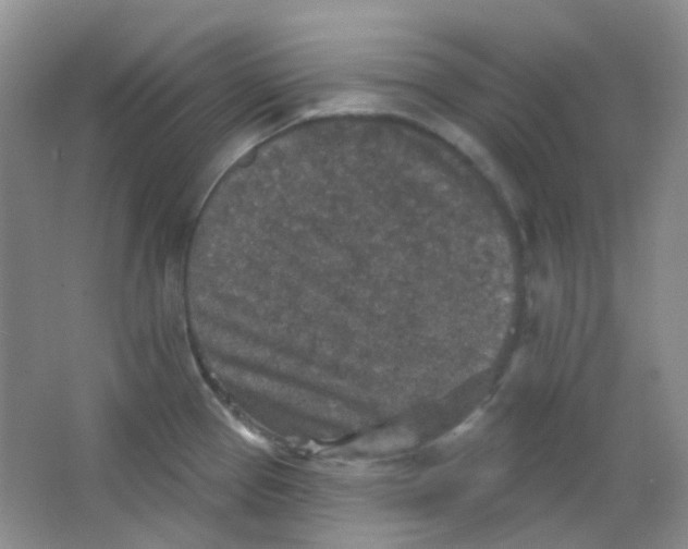 X0000065951337200603241811