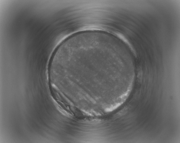 X0000065951372200603241810