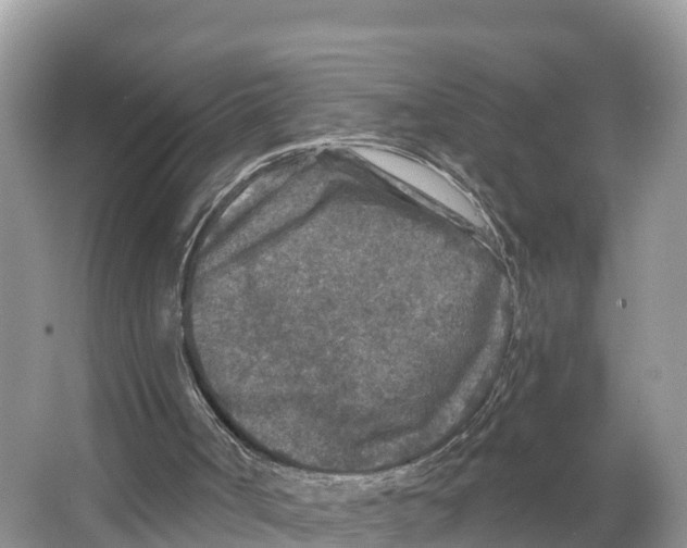 X0000065950002200603311758