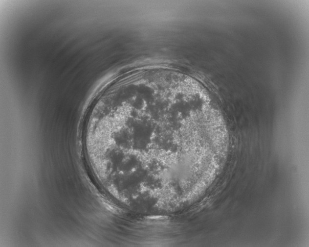 X0000065950053200603311756