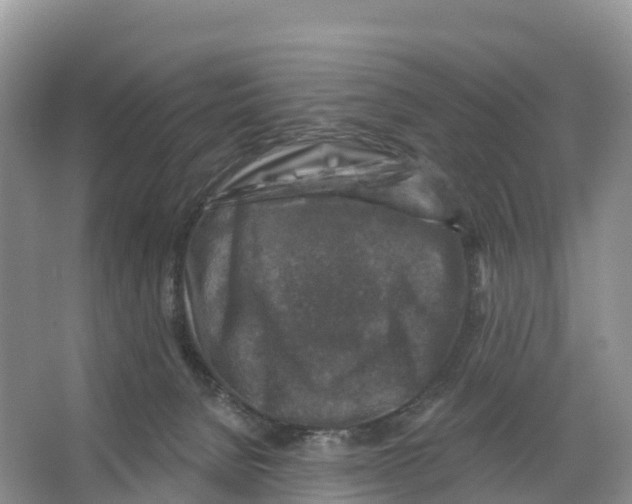 X0000065950080200603311757