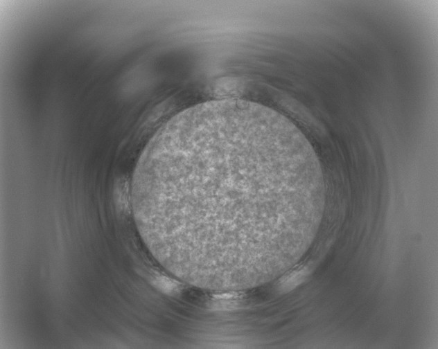 X0000065950240200603311754