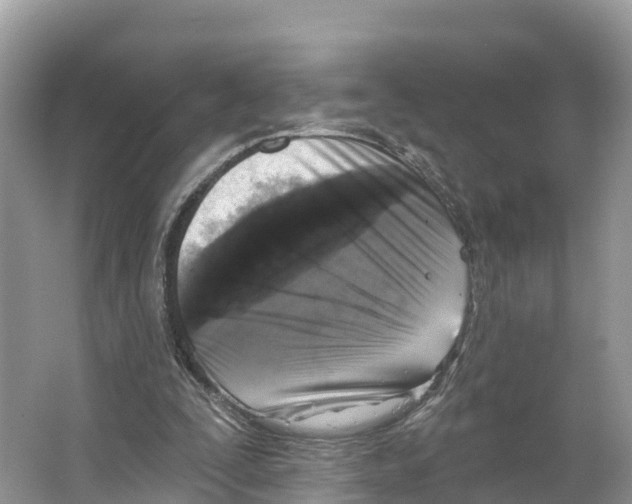X0000065950295200603311753