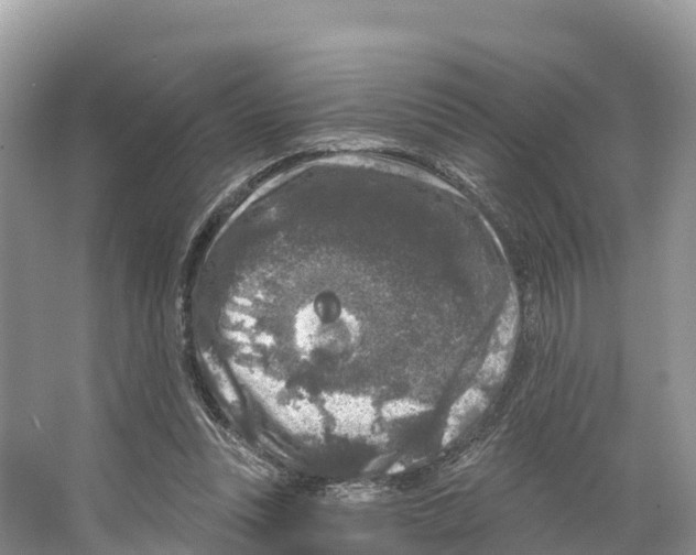 X0000065950351200603311752