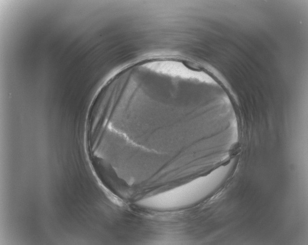 X0000065951245200603311738