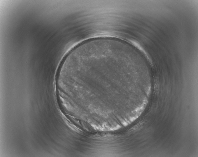 X0000065951372200603311735