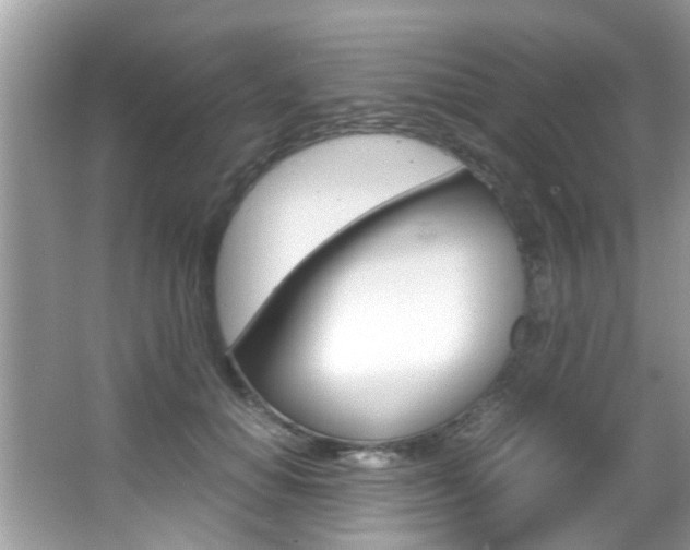 X0000065960654200603030930