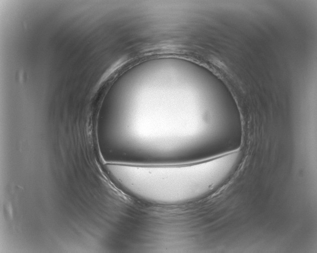 X0000065961450200603030916